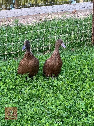 2 FEMALE KHAKI CAMPBELL DUCKS BIDS PER LIFE