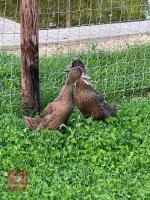 2 FEMALE KHAKI CAMPBELL DUCKS BIDS PER LIFE - 3