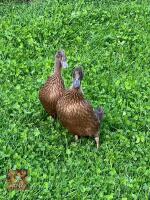 2 FEMALE KHAKI CAMPBELL DUCKS BIDS PER LIFE - 5