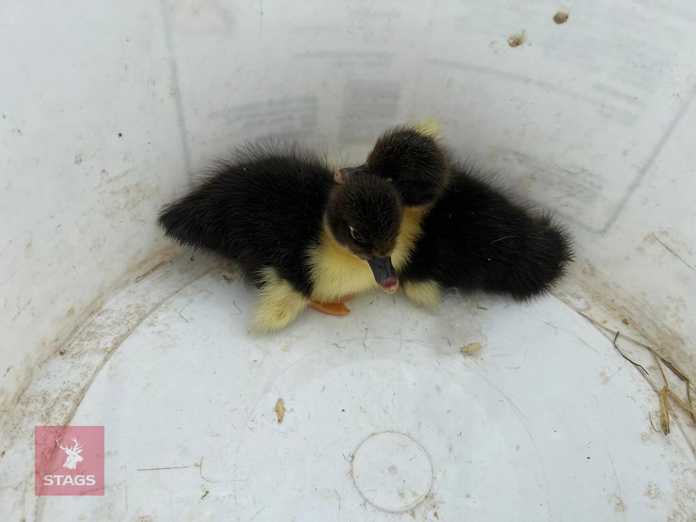 2 WHITE & BLACK MUSCOVY DUCKLINGS BIDS PER LIFE