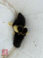 2 WHITE & BLACK MUSCOVY DUCKLINGS BIDS PER LIFE - 2