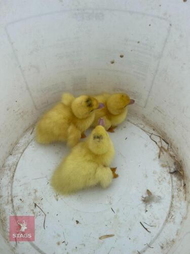 3 PUREBRED WHITE MUSCOVY DUCKLINGS BIDS PER LIFE