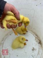 3 PUREBRED WHITE MUSCOVY DUCKLINGS BIDS PER LIFE - 2