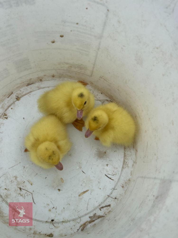 3 PUREBRED WHITE MUSCOVY DUCKLINGS BIDS PER LIFE