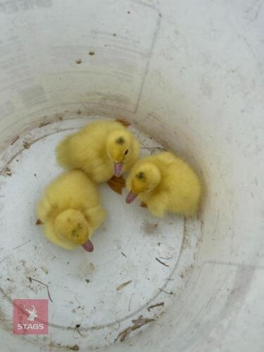 3 PUREBRED WHITE MUSCOVY DUCKLINGS BIDS PER LIFE