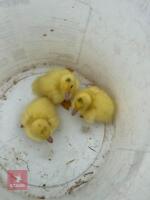 3 PUREBRED WHITE MUSCOVY DUCKLINGS BIDS PER LIFE