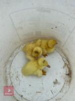 3 PUREBRED WHITE MUSCOVY DUCKLINGS BIDS PER LIFE - 2