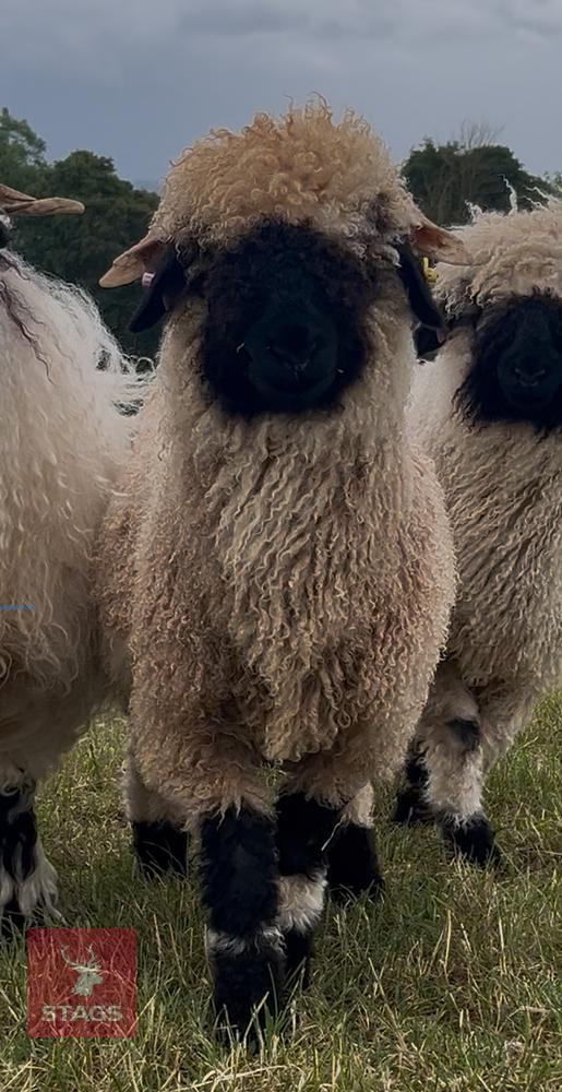 6MO PEDIGREE VALAIS BLACK NOSE RAM