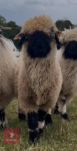 6MO PEDIGREE VALAIS BLACK NOSE RAM