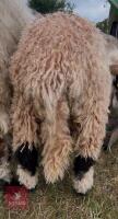 6MO PEDIGREE VALAIS BLACK NOSE RAM - 2
