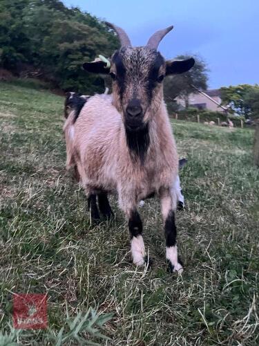 2YR PYGMY NANNY GOAT