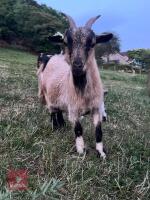2YR PYGMY NANNY GOAT