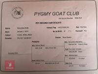 2YR PYGMY NANNY GOAT - 5