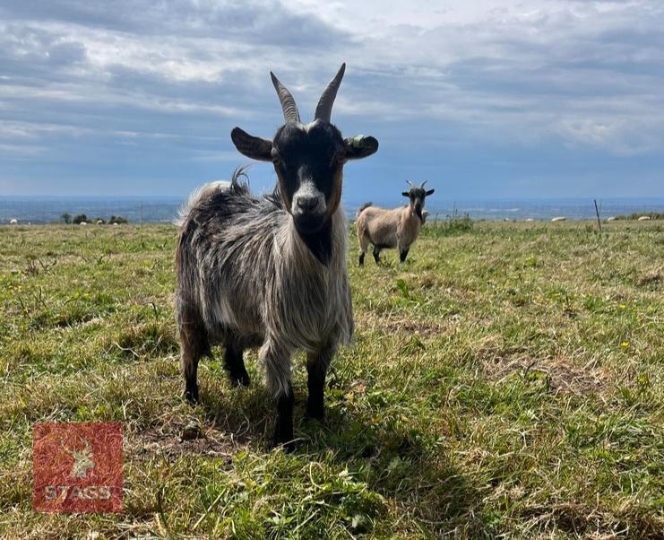 2YR PEDIGREE PYGMY NANNY GOAT