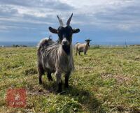 2YR PEDIGREE PYGMY NANNY GOAT