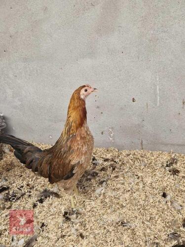 3 BRESSE GAULOISE HENS BIDS PER LIFE