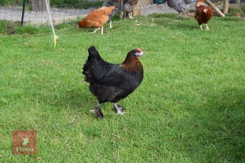 2 FRENCH COPPER MARAN HENS BIDS PER LIFE