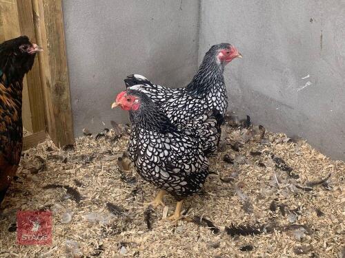 2 BANTAM LACED WYANDOTTE HENS BIDS PER LIFE