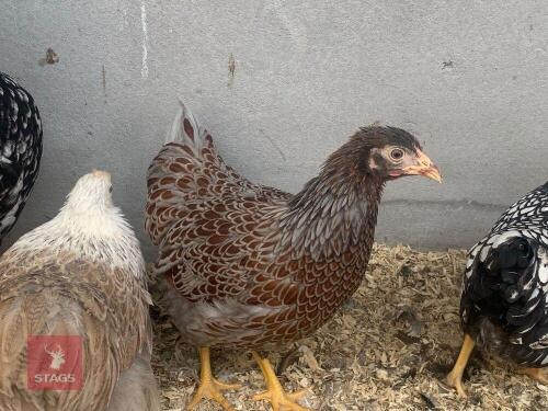 3 BLUE WYANDOTTE HENS BIDS PER LIFE