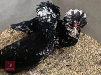 3 HOUDAN HENS BIDS PER LIFE