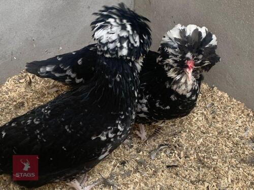 3 HOUDAN HENS BIDS PER LIFE