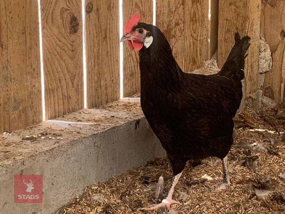 2 WHITE FACED SPANISH HENS BIDS PER LIFE