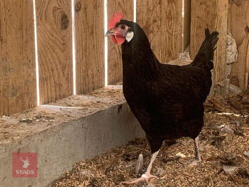 2 WHITE FACED SPANISH HENS BIDS PER LIFE