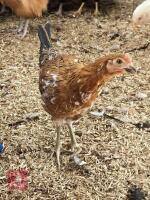 2 WHITE FACED SPANISH HENS BIDS PER LIFE - 2