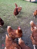 10 X 18MO HYLINE CHICKENS BIDS FOR THE GROUP - 2