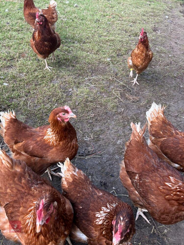 10 X 18MO HYLINE CHICKENS BIDS FOR THE GROUP