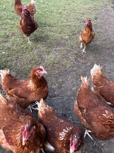 10 X 18MO HYLINE CHICKENS BIDS FOR THE GROUP