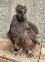 CHOCOLATE SPANGLE BEARDED SILKIE COCKEREL