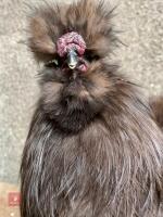 CHOCOLATE SPANGLE BEARDED SILKIE COCKEREL - 2