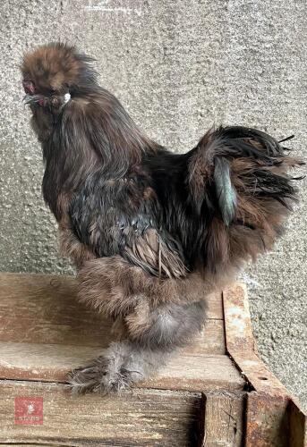 CHOCOLATE BEARDED SILKIE COCKEREL