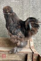 CHOCOLATE BEARDED SILKIE COCKEREL