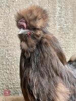 CHOCOLATE BEARDED SILKIE COCKEREL - 2