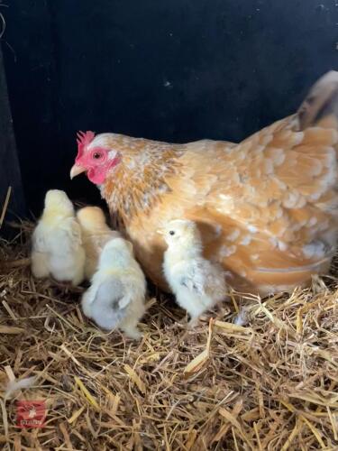 PEKIN HEN & 4 PUREBRED CHICKS BIDS FOR THE GROUP