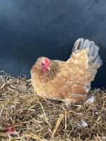 PEKIN HEN & 4 PUREBRED CHICKS BIDS FOR THE GROUP - 2