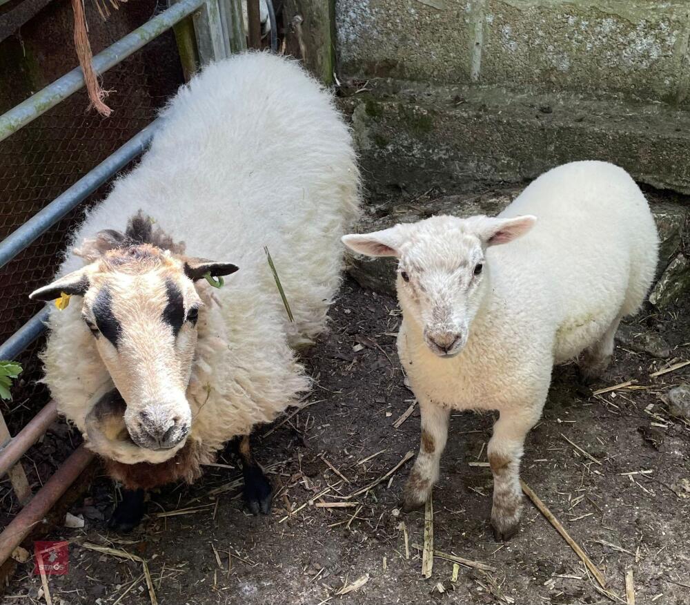 BADGER FACE EWE & TEXEL WETHER LAMB BIDS FOR THE GROUP