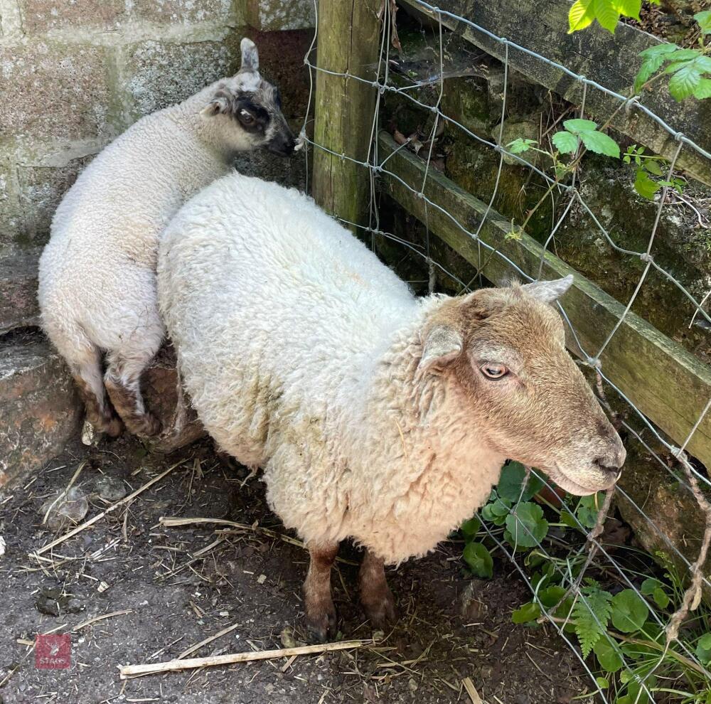 CROSSBRED EWE AND EWE LAMB BIDS FOR THE GROUP