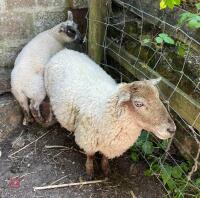 CROSSBRED EWE AND EWE LAMB BIDS FOR THE GROUP