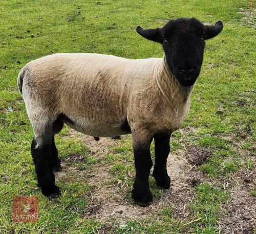 1YR PEDIGREE SUFFOLK SHEARLING RAM