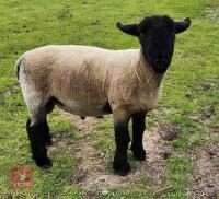 1YR PEDIGREE SUFFOLK SHEARLING RAM