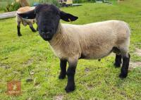 1YR PEDIGREE SUFFOLK SHEARLING RAM - 2