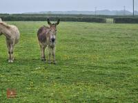 10YR IRISH JENNY DONKEY - 2