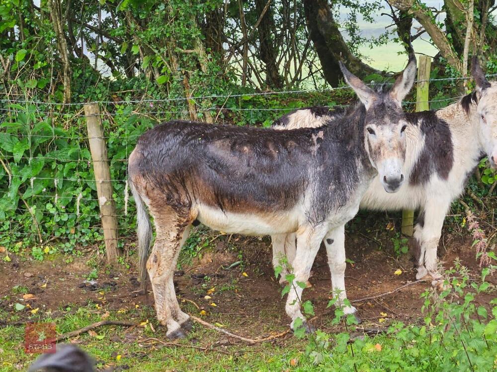 15YR GELDING DONKEY