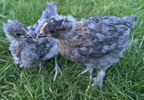 2 FRENCH COPPER BLUE MARAN BIDS PER LIFE