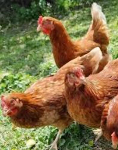 4 GOLDEN GIRL BIRDS BIDS PER LIFE