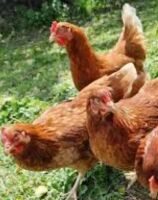 4 GOLDEN GIRL BIRDS BIDS PER LIFE