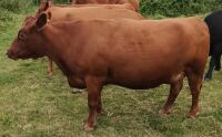 7YR RED PEDIGREE DEXTER COW